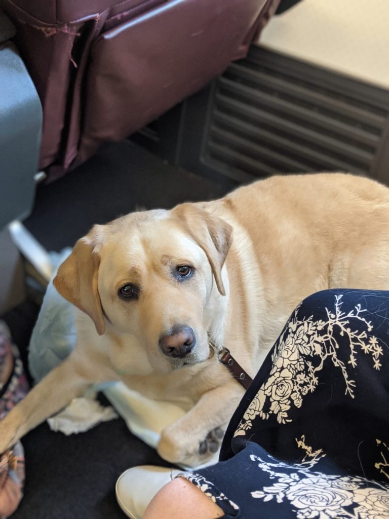 Photo description: Cora is sprawled on her side on the floor between two rows of seats in an aeroplane. She is awake and looking directly at the camera. Photo by Alejandra Angeles.